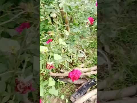 Roses #shortvideos #rose #viralvideos #viralvideos