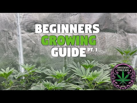 Syndicate After Dark: Beginners growing guide S01 E01