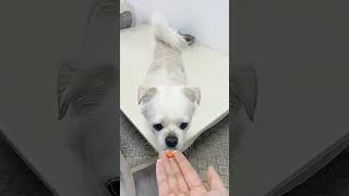 How to Give Deworming Medicine to Your Pets? National Day Plans? #CutePets #AlaskanMalamute...