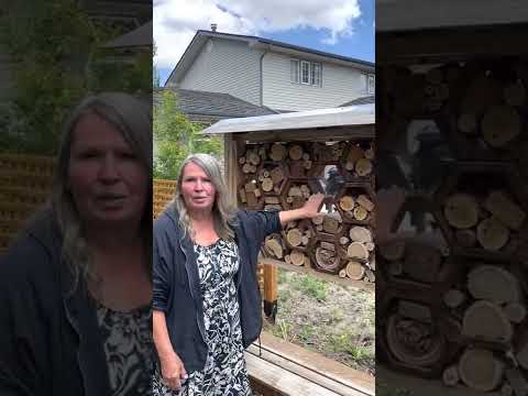 Front Yard Forest Gardens & Insect Hotels!