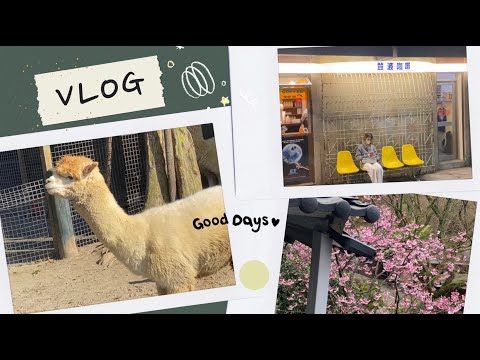 Vlog🌸過年期間的小旅行！陽明山賞櫻、綠世界看羊駝、想睡覺的鬥魚🤭中山區隨意晃晃