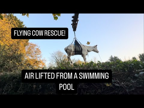 COW STUCK IN SWIMMING POOL! (Air lifted to safety)