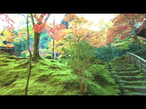 紅葉の名所めぐり　／湖東三山・西明寺　癒しのタイムチャンネル＃73