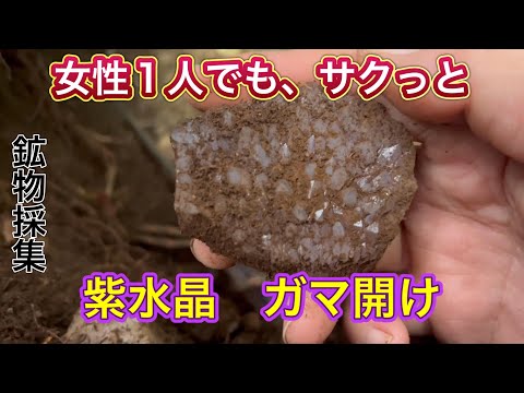 女性一人でも出来る、紫水晶ガマ開け　【鉱物採集】