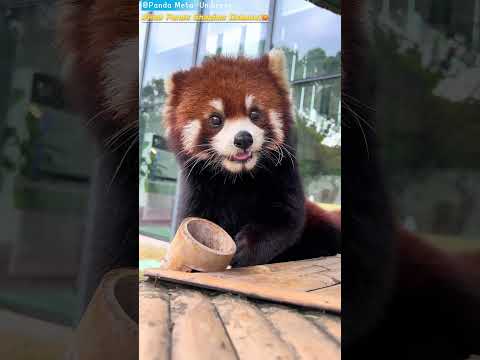 小熊猫沙琪玛大宝子🫣 Red Panda Shaqima Dabaozi🫣 #panda #cute #funny #redpanda #giantpanda