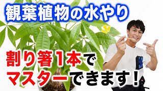 【観葉植物の水やり】これで今日から水やりマスター【あなた専用水やりマニュアル】【園芸】【ガーデニング】