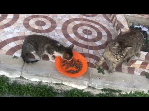 I give some food to those two beautiful cats on street