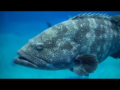 Giant grouper of Thai waters || khunman