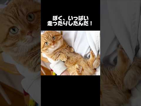 『ぼく今月いっぱい走ったりしたんだ！』 #猫 #マンチカン #shorts