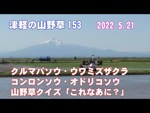 津軽の山野草153(ｸﾙﾏﾊﾞｿｳ・ｳﾜﾐｽﾞｻﾞｸﾗ・ｺﾝﾛﾝｿｳ・ｵﾄﾞﾘｺｿｳ・山野草ｸｲｽﾞ)