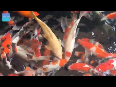 Quiet Music For Kids In The Classroom - Koi fish relaxing music, morning music for class