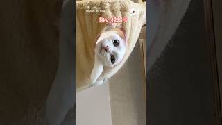 朝から熱い視線👁️｜PECO #白猫 #猫 #愛猫家 #猫動画 #猫のいる暮らし #whitecat #cat #catlover #catvideos #catlife