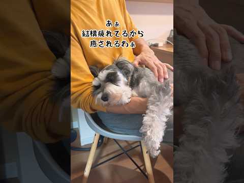 日々の疲れをパパのマッサージで癒すミニチュアシュナウザー #shorts #ペット動画 #dog #schnauzer #いぬ #犬のいる暮らし #いぬのきもち