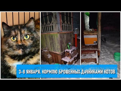 3 8 января  То минус, то плюс  Кормлю брошенных дачниками котов  Делаю домики и расставляю их по мес