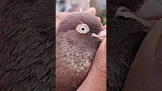 pigeon eyes attitude video #pigeon#eyes#attitude#viral#video 🔥😡🕊️