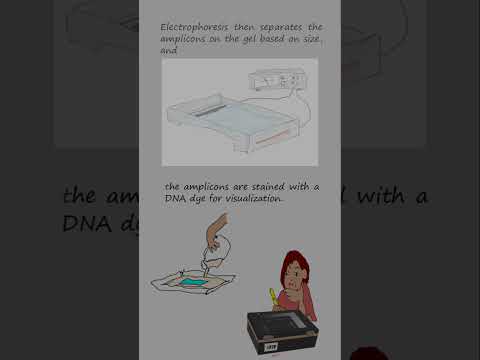 Genotyping alleles with length differences by Polymerase chain reaction and electrophoresis.