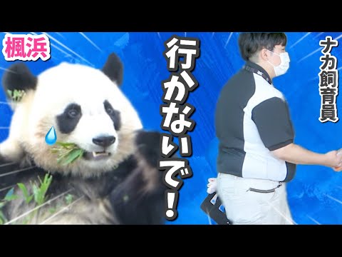 【パンダアイドル楓浜】ふうひん🐼のハートブレイク💔 ナカ飼育員との別れに涙…💦