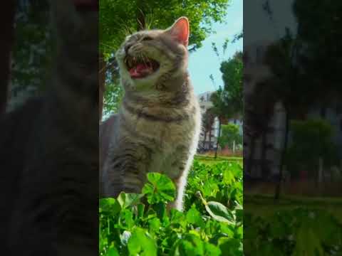 Cute Liitle animals in village #funnyvideo #animals #shorts