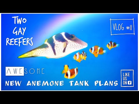 Awesome New Anemone Tank Plans! - VLOG #11