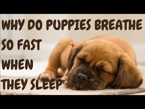 Why Do Puppies Breathe So Fast When They Sleep