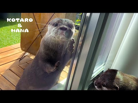 Good-Hearted Otters Open Doors For Each Other