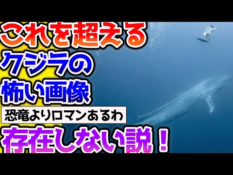 【2ch動物スレ】【閲覧注意】これを超えるクジラの怖い画像、多分ないだろｗ→でかすぎるだろ #生き物 #2ch