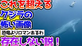 【2ch動物スレ】【閲覧注意】これを超えるクジラの怖い画像、多分ないだろｗ→でかすぎるだろ #生き物 #2ch