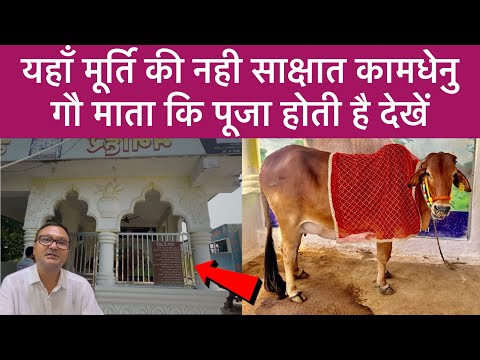 Gau mata Khairaagarh यहाँ मूर्ति की नही साक्षात कामधेनु गौ माता कि पूजा होती है देखें