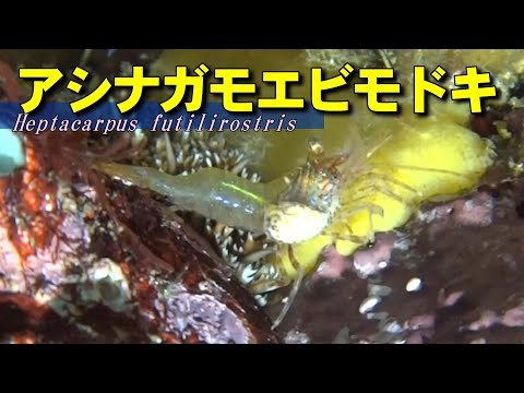 [ Heptacarpus futilirostris ] Shrimp everywhere.