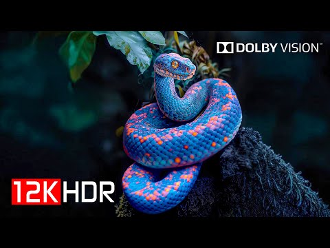 Best of Dolby Vision 12K HDR 120FPS - Dolby Atmos