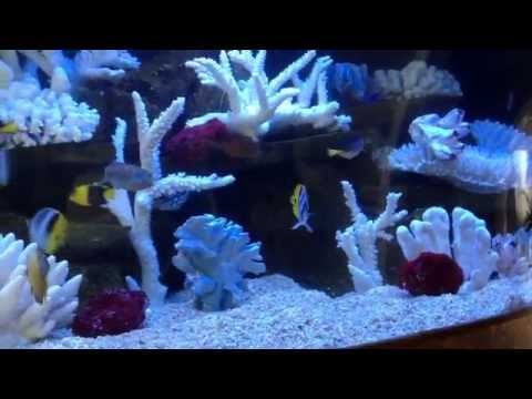 Cleaning My Own Reef Tank, Again. LA Fishguys Episode 147, part 1