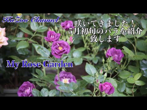 ５月初旬に咲いた【バラ】の紹介をします#バラ＃Rose＃薔薇＃ばら＃フラワー＃flower