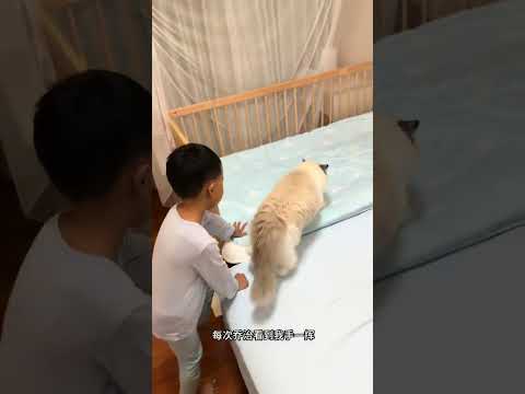 我家猫带孩子的悟性比亲妈还高…… #萌娃和萌宠 #猫和孩子