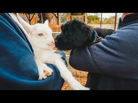 MEET our new PUPPY! (guard dog for our goat farm)