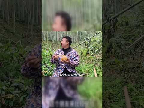 小伙进山挖冬笋，一挖一个准，全是找裂缝