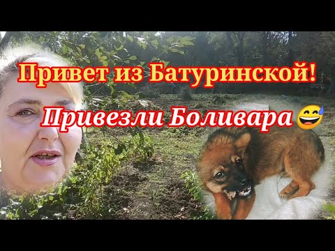 Влог. Привет из Батуринской! Привезли Боливара🤭🤣.