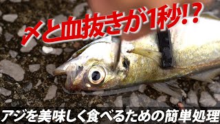 【魚の下処理】釣れたアジを美味しく食べるための簡単下処理～岩崎林太郎（いわさき・りんたろう）