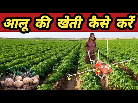 आलू की खेती में बंपर पैदावार कैसे करें | aalu ki kheti | आलू की खेती | potato farming