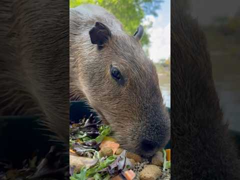 Capybara Strut! #youtubeshorts #capybara #shorts