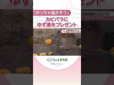 冬至を前にカピバラにゆず湯をプレゼント　かわいい姿に癒やされて　岡山市・池田動物園