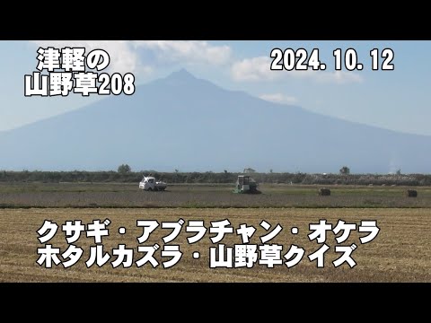 津軽の山野草208(ｸｻｷﾞ、ｱﾌﾞﾗﾁｬﾝ、ｵｹﾗ、ﾎﾀﾙｶｽﾞﾗ、山野草ｸｲｽﾞ)