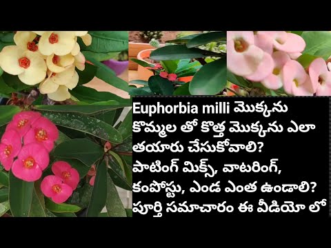 Euphorbia milli plant care in telugu/propagation/watering /complete care Telugudanam by Divyavarma