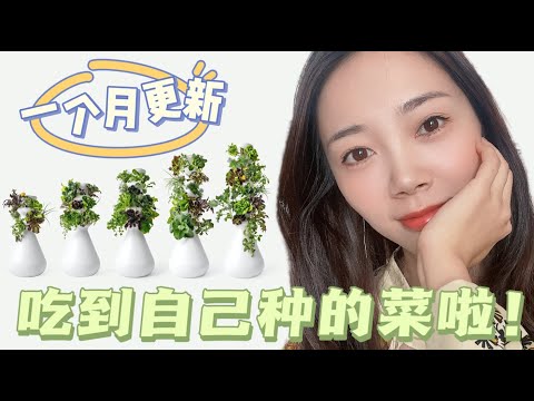 lettuce grow farmstand 室内种植神器 家居摆设  新一轮update - Nayi纽约倔强老阿姨