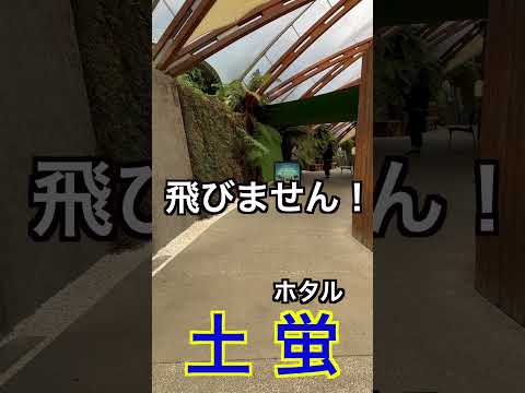 [親子で世界2周目]ニュージーランド②土ボタル