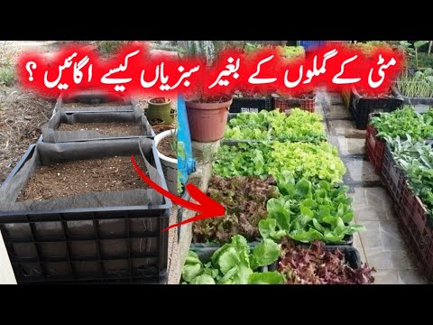 Winter Vegetables To Grow At Home in pots/vegitables To Grow In plastic Baskets/Waste Material