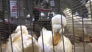 Exhibition - Poultry