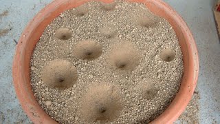 植木鉢に大量のアリジゴクを投入した結果…