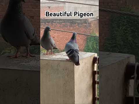 Pigeon birds❣️ #beautiful #birdspecies #nature #pigeonlover #birds #kabootarlovers #kabootar #shorts