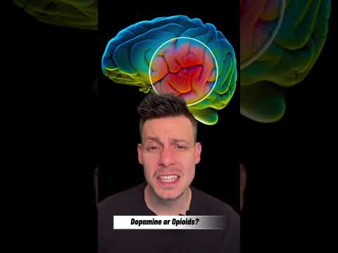 Dopamine Vs Opioid Receptors: What drives pleasure