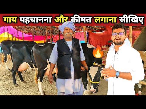 पहली/दूसरी बियान फ्रीजियन गाय की कीमत | holstein friesian cow price in india | cow farming